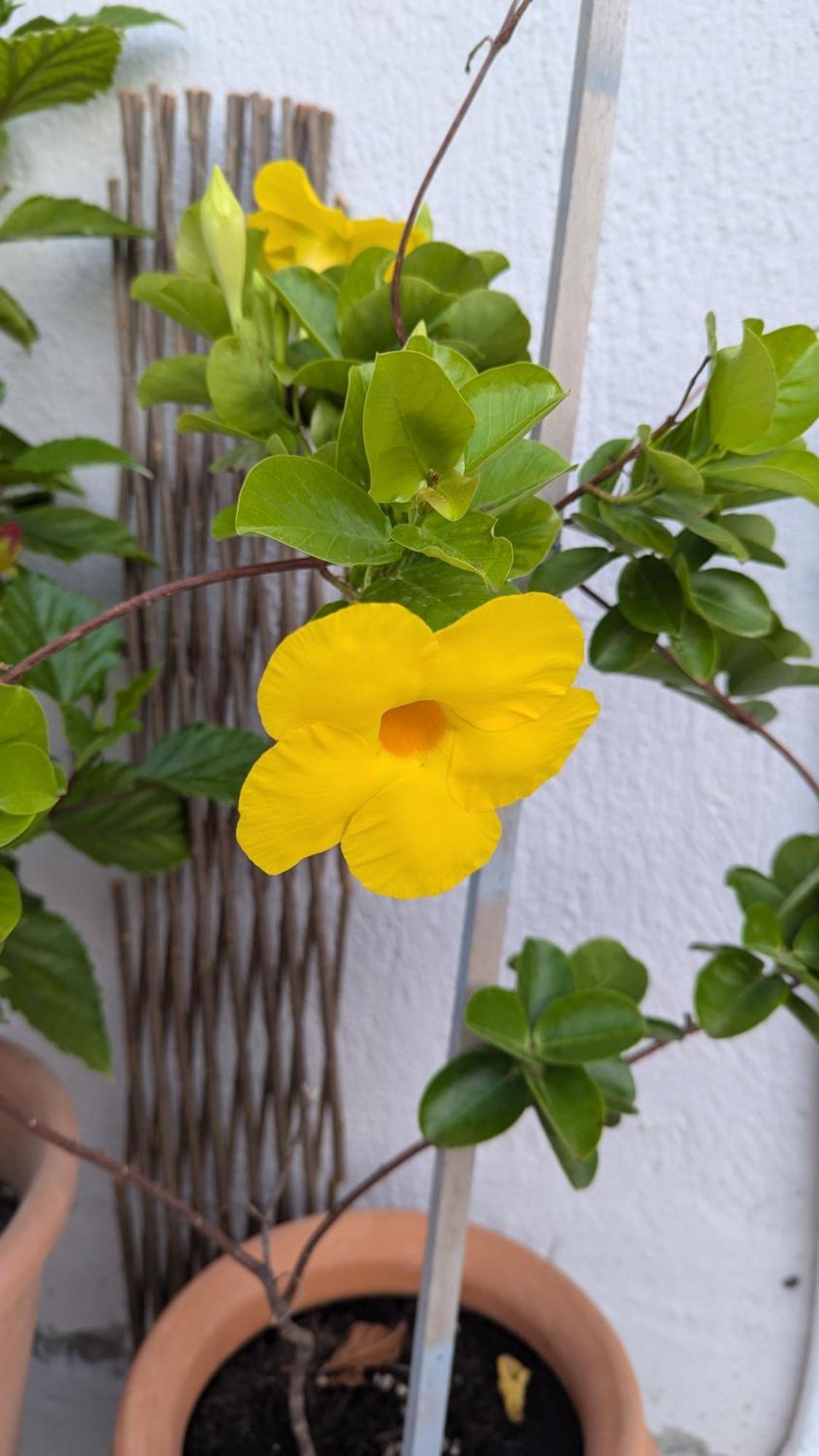 The Botanist Guesthouse سكوبيلوس تاون المظهر الخارجي الصورة