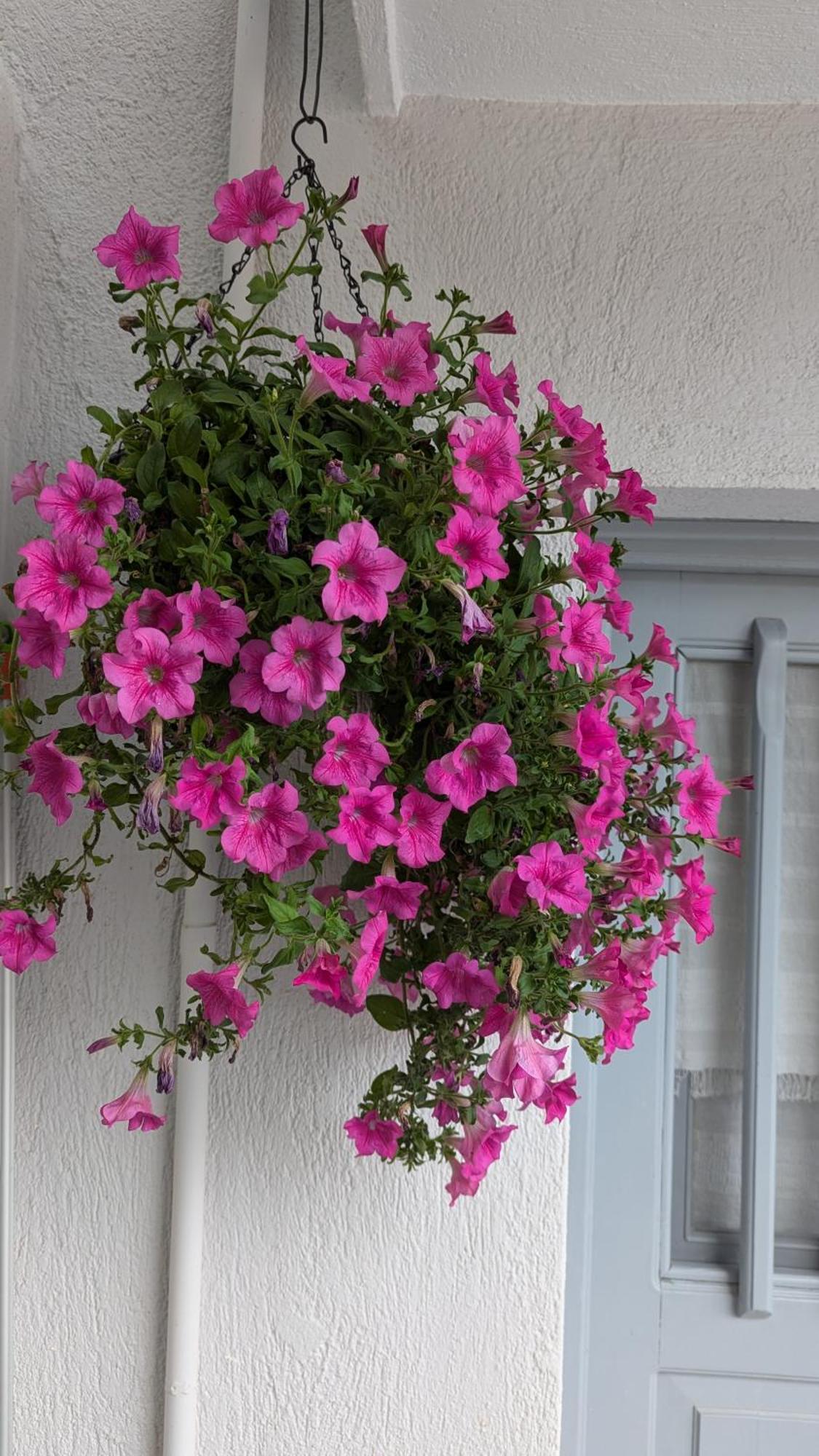 The Botanist Guesthouse سكوبيلوس تاون المظهر الخارجي الصورة