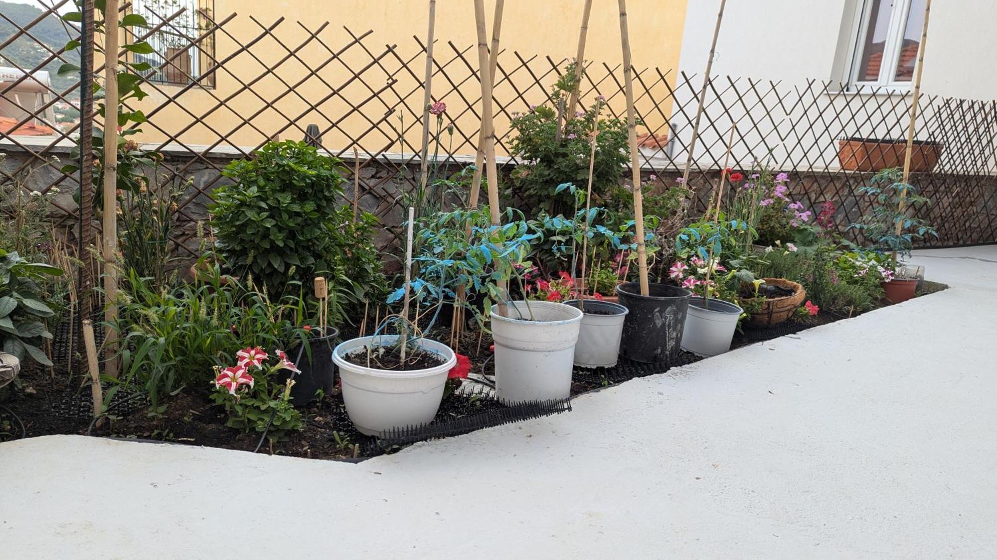 The Botanist Guesthouse سكوبيلوس تاون المظهر الخارجي الصورة