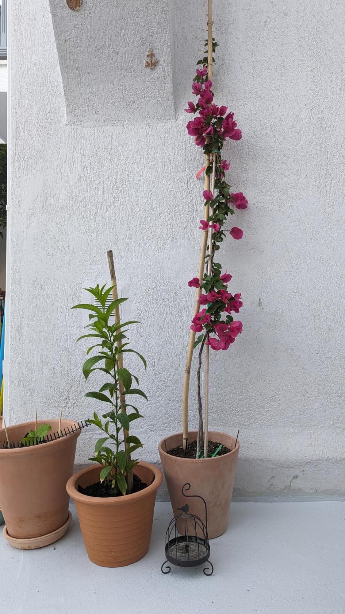 The Botanist Guesthouse سكوبيلوس تاون المظهر الخارجي الصورة