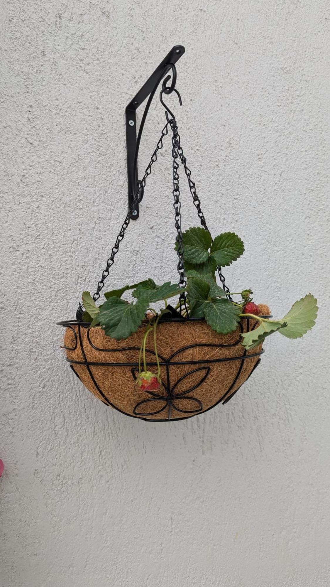 The Botanist Guesthouse سكوبيلوس تاون المظهر الخارجي الصورة