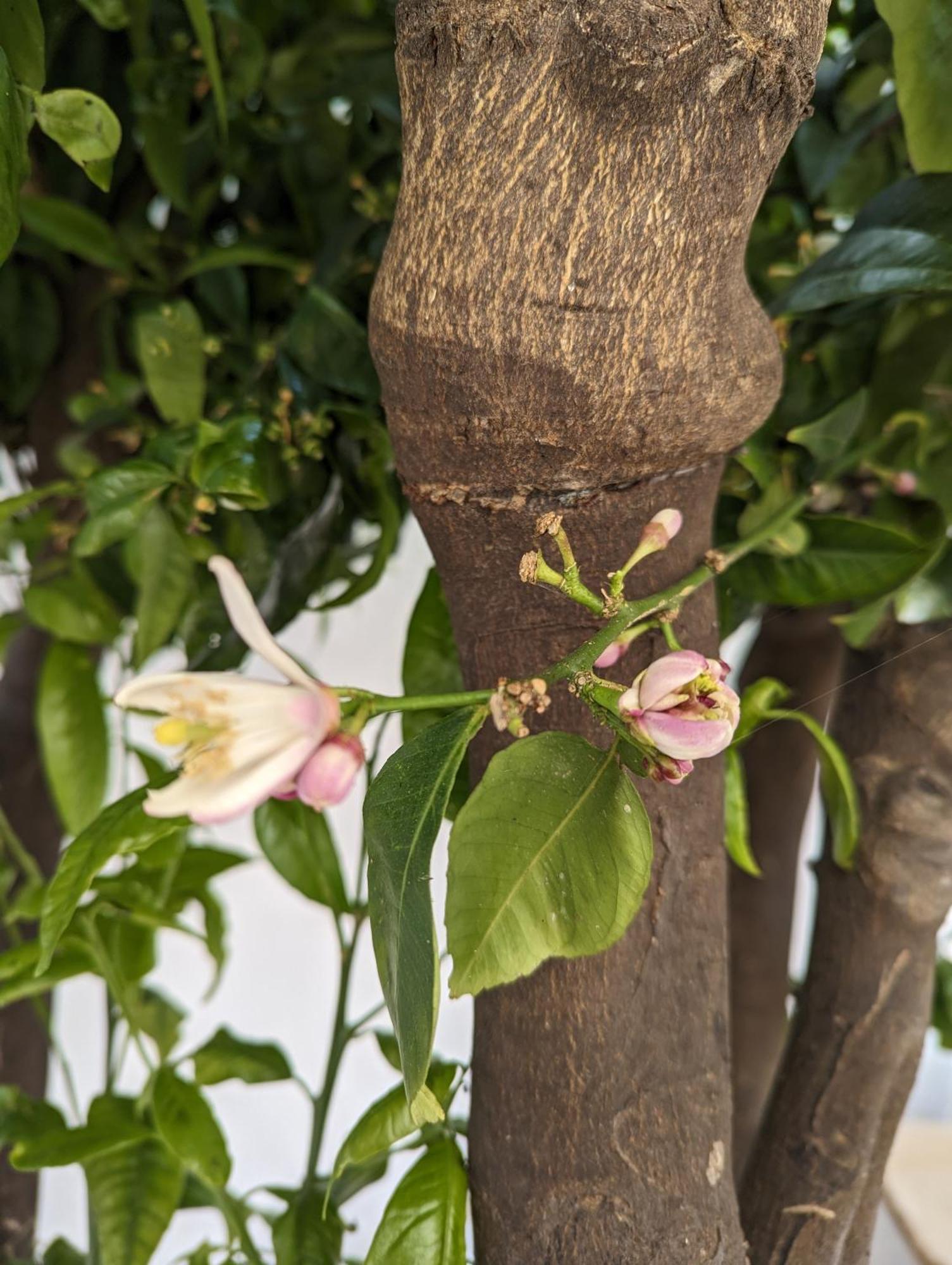 The Botanist Guesthouse سكوبيلوس تاون المظهر الخارجي الصورة