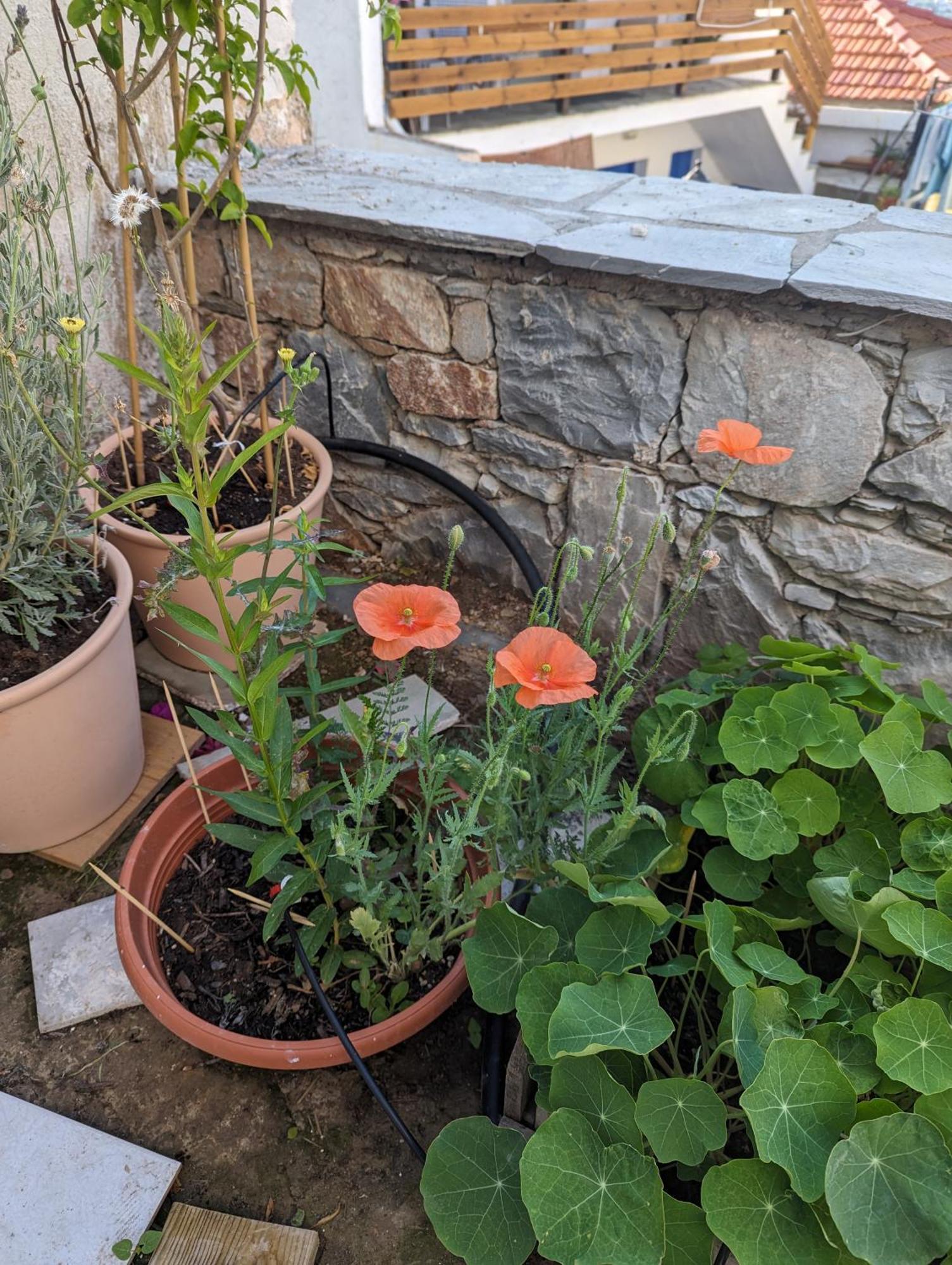 The Botanist Guesthouse سكوبيلوس تاون المظهر الخارجي الصورة