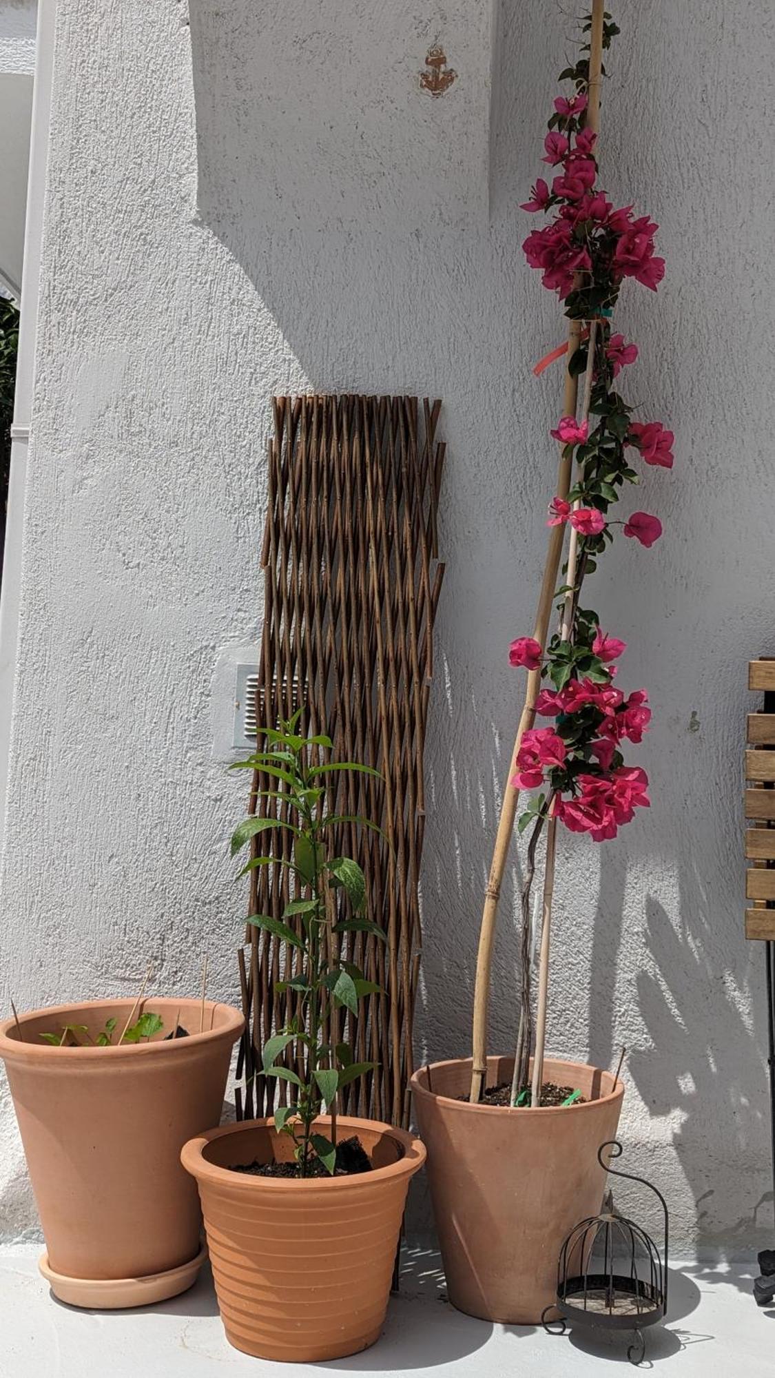 The Botanist Guesthouse سكوبيلوس تاون المظهر الخارجي الصورة