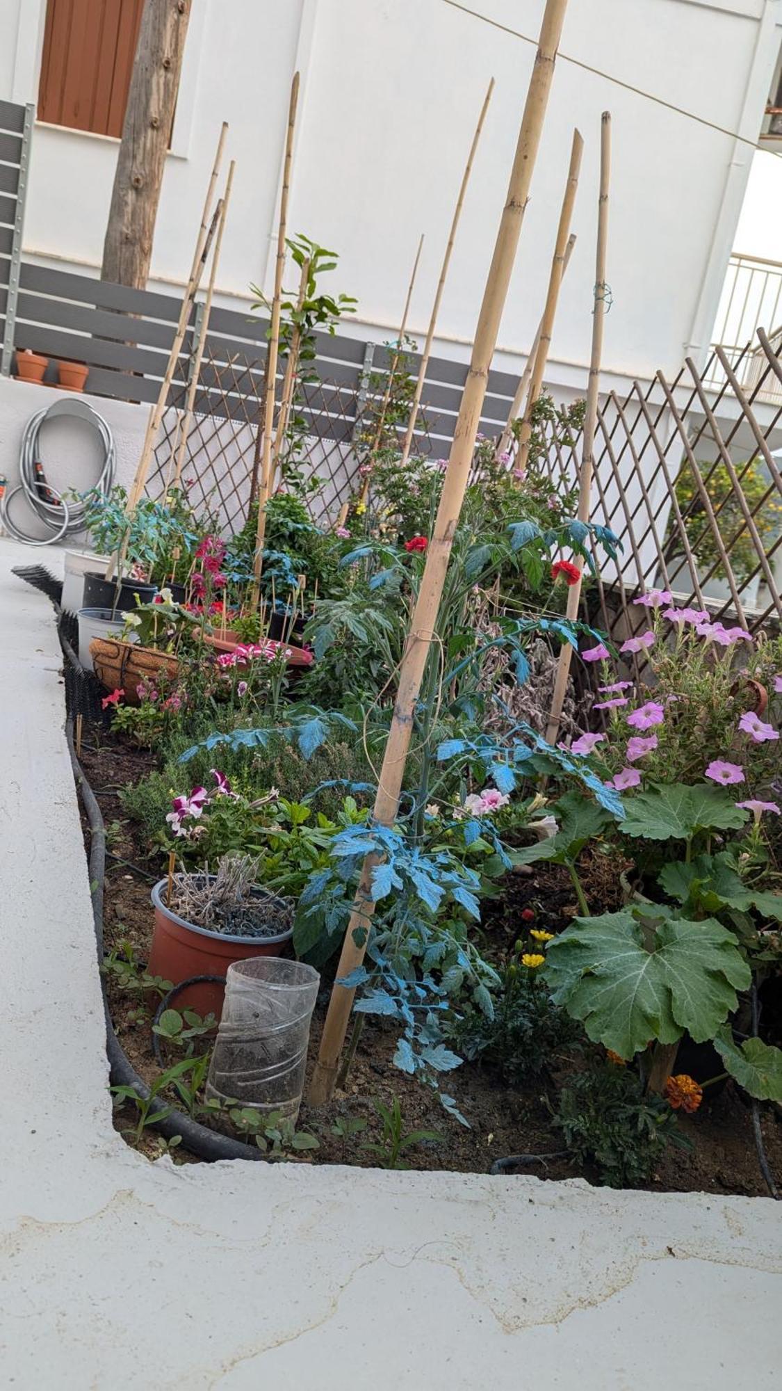 The Botanist Guesthouse سكوبيلوس تاون المظهر الخارجي الصورة